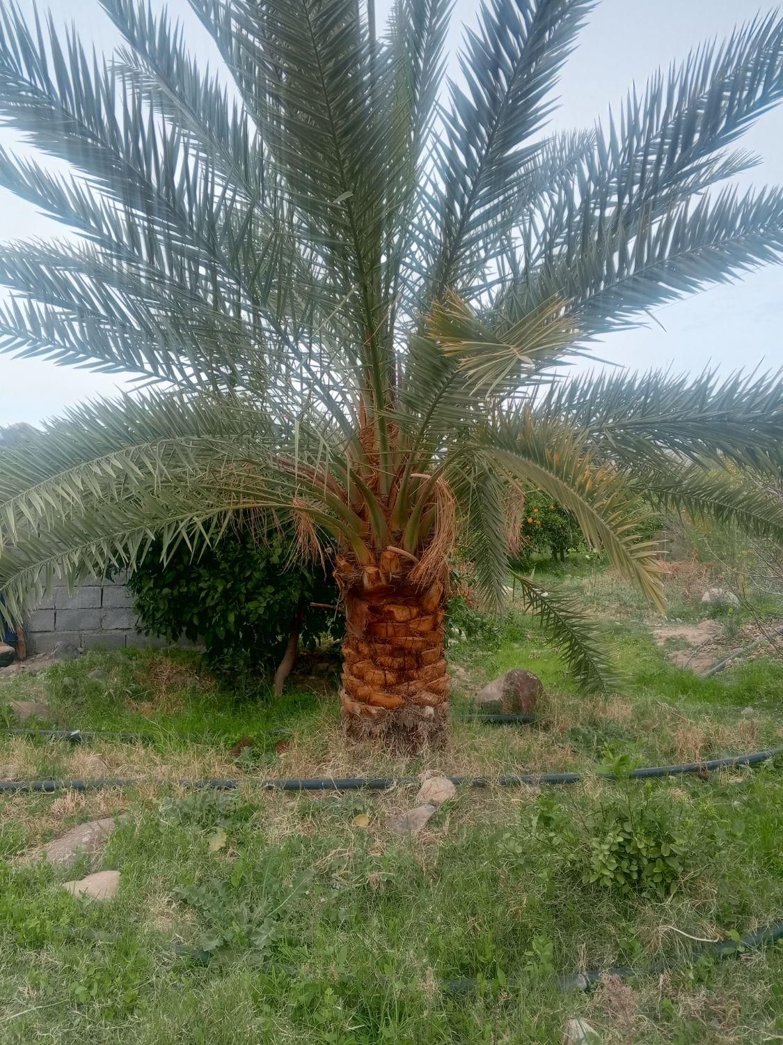 فروش انواع نخل از یک متر تا پنج متر..|خدمات باغبانی و درختکاری|یزد, |دیوار