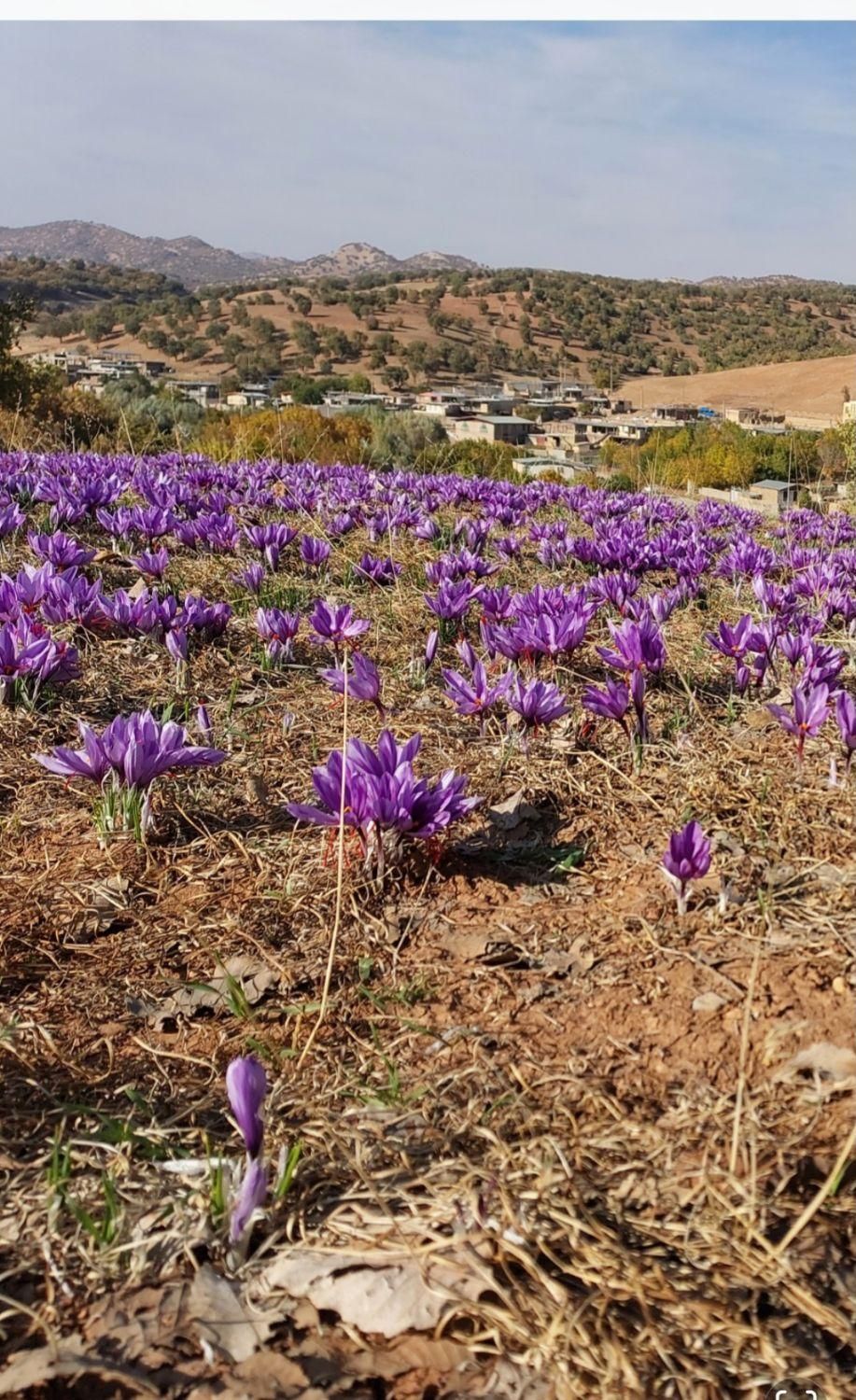 زعفران اعلا در جه یک به شرط|خوردنی و آشامیدنی|تهران, جوادیه تهرانپارس|دیوار