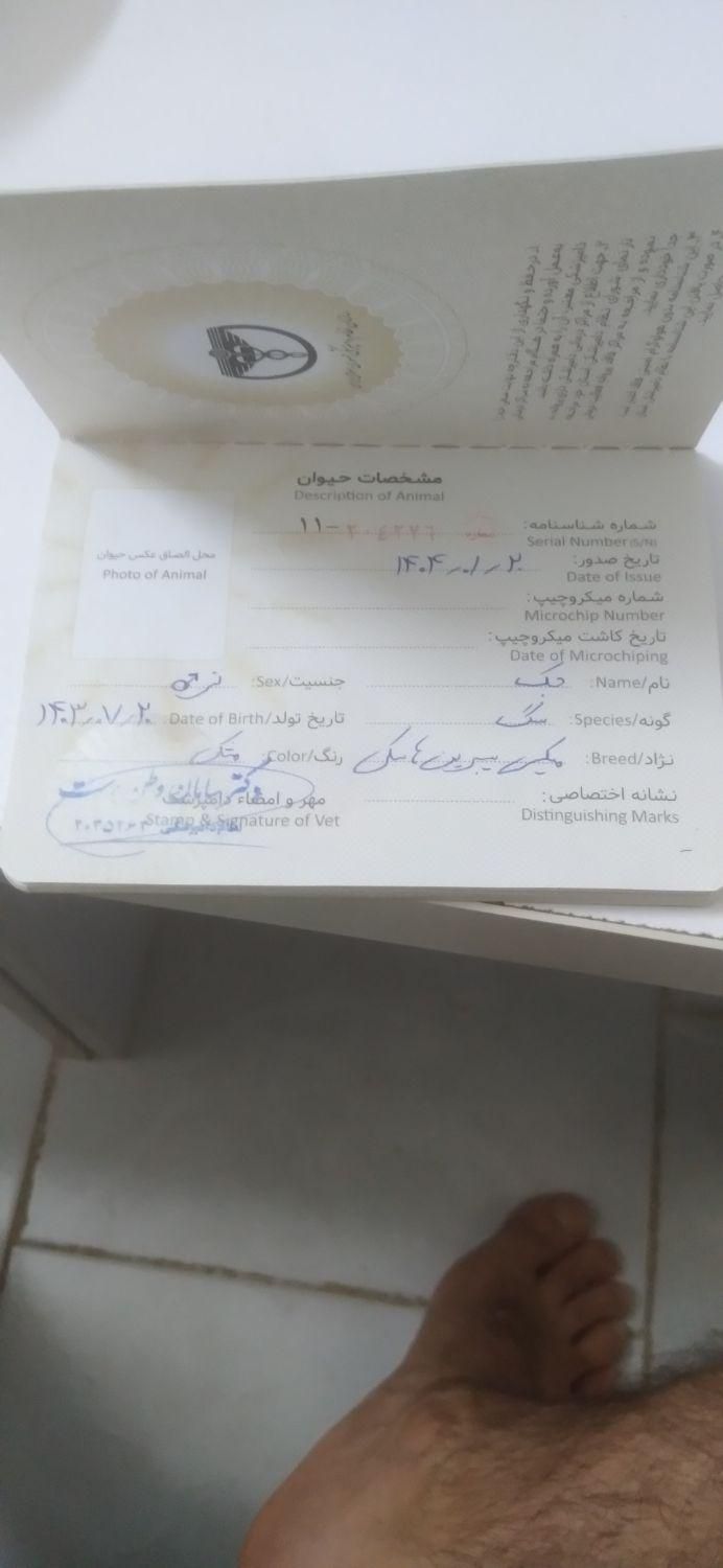 دو عدد سگ میکس سیبرین هاسکی نر|سگ|کرج, شهرک نهال و بذر|دیوار