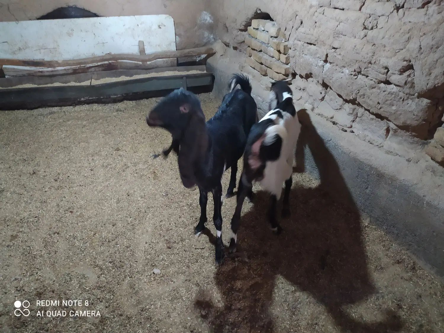 بز جوان و کولار پاکستانی اصیل و زائیده و چاق|حیوانات مزرعه|مشهد, مقدم|دیوار