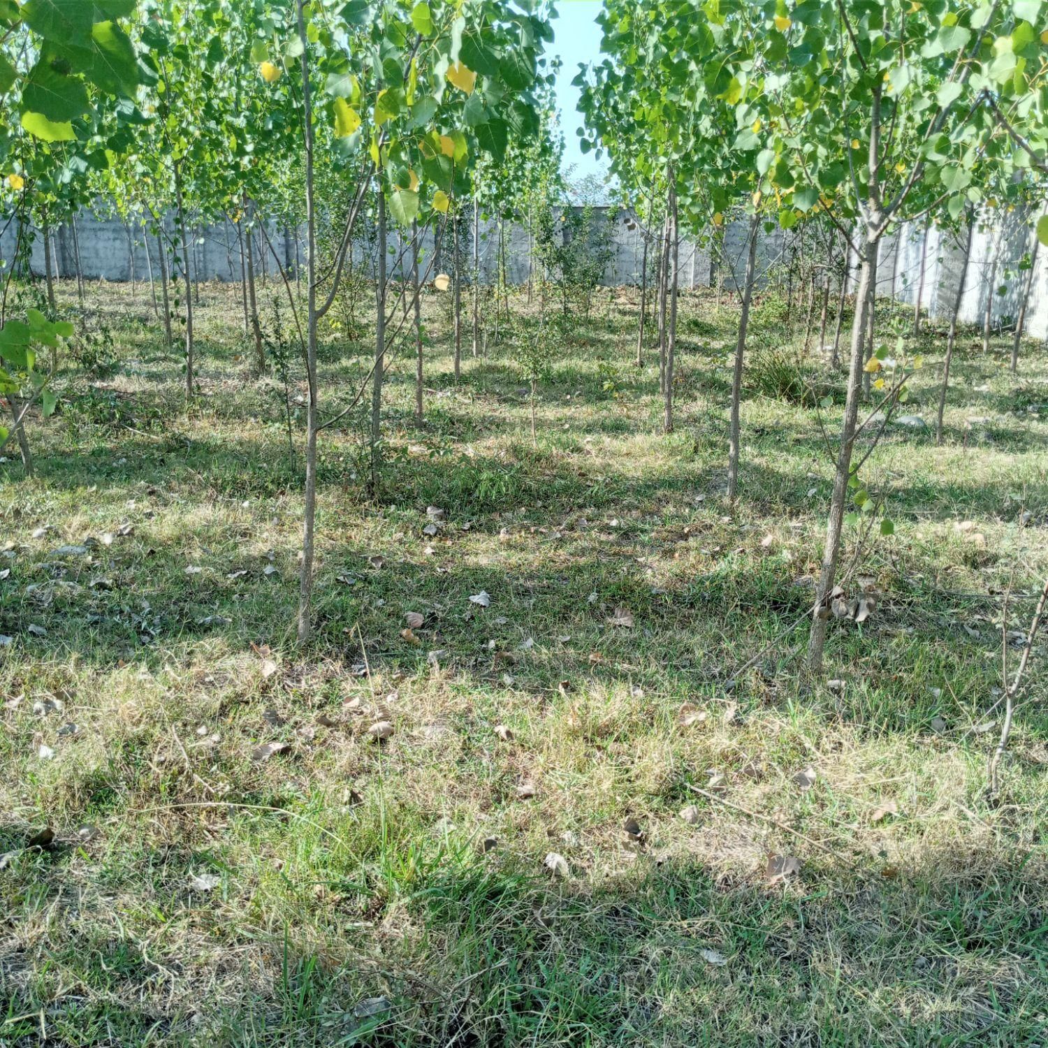 چمن زنی و علف زنی|خدمات باغبانی و درختکاری|فومن, |دیوار