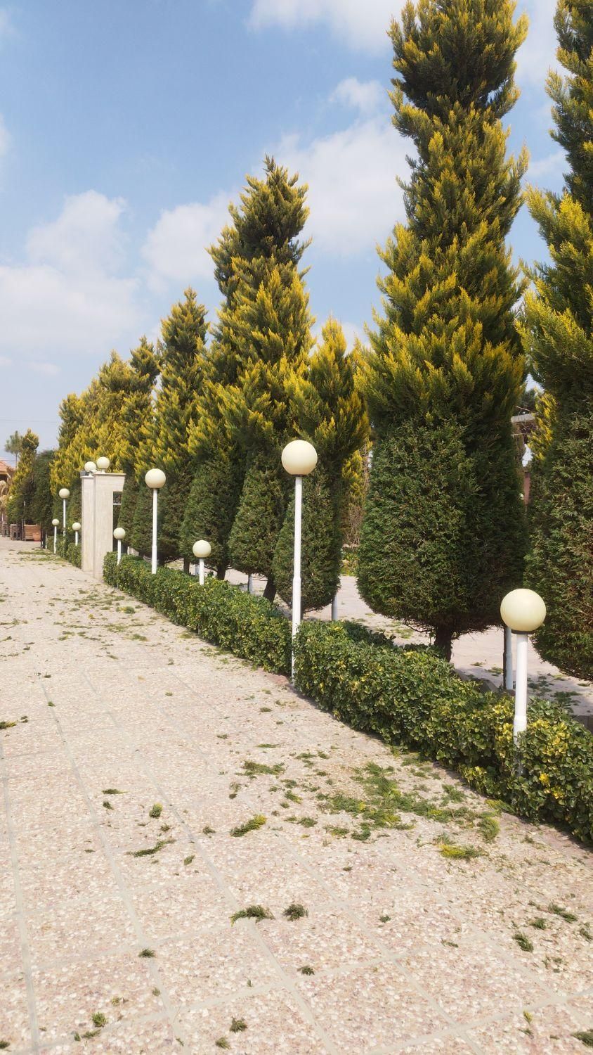 هرس کاری درختان سرو .لافسون .شمشاد باغ وویلا|خدمات باغبانی و درختکاری|مبارکه, |دیوار