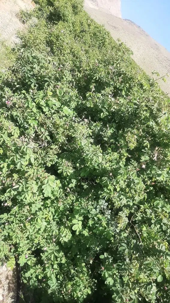 زمین مسکونی با درختکاری باغچه کشی درختا ۱ساله|فروش زمین و ملک کلنگی|فولادشهر, زاینده رود|دیوار