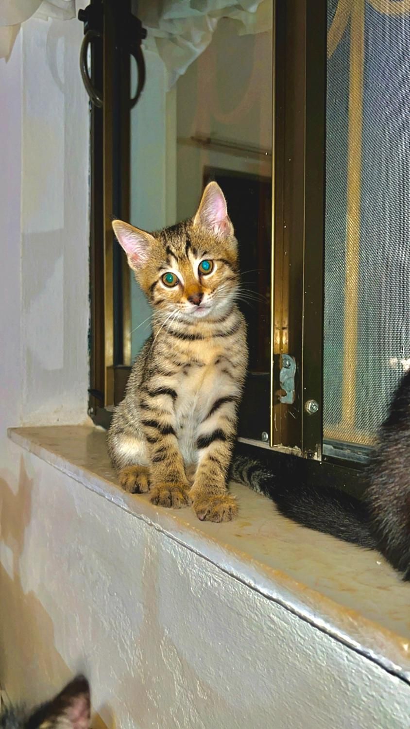 گربه مصری|گربه|کلارآباد, |دیوار