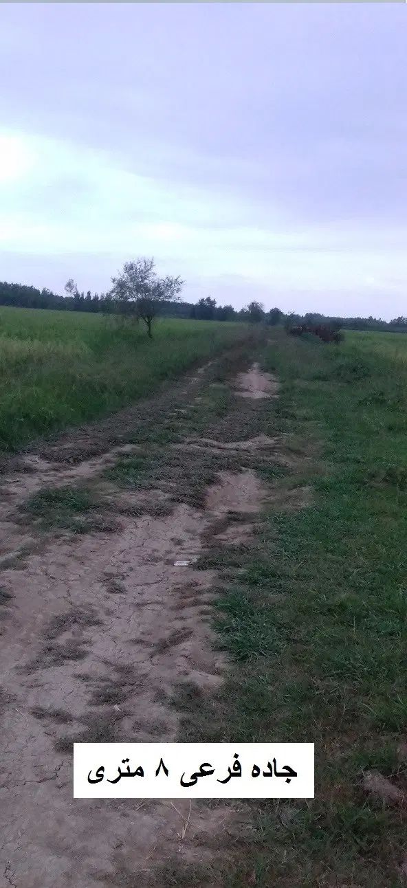 شالیزار 5 هکتاری بر جاده دارای چاه آب و کانال اب|فروش زمین و ملک کلنگی|رشت, گلسار|دیوار