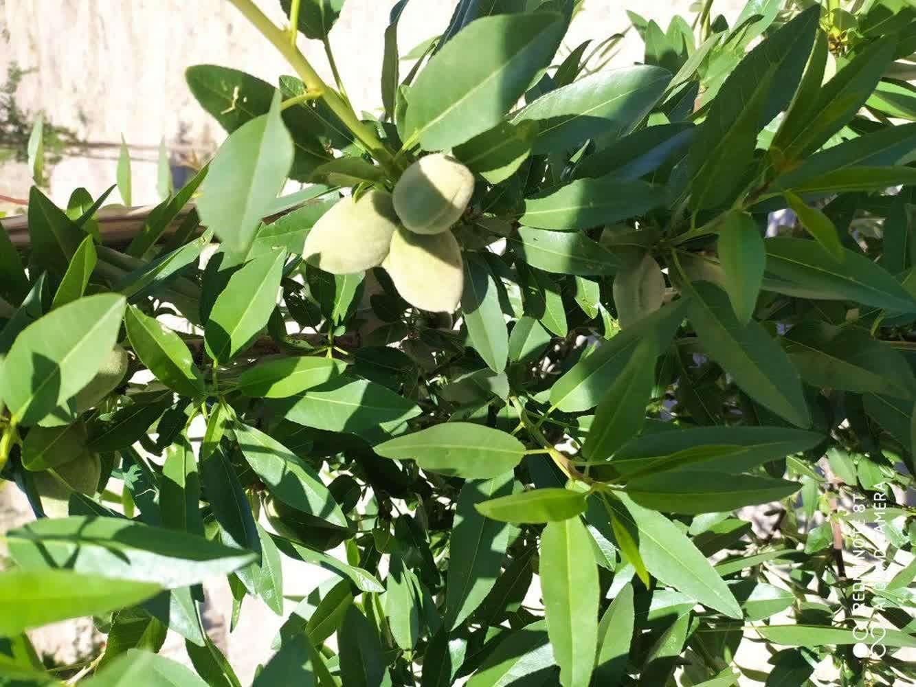 زمین باغی در خاتون اباد|فروش زمین و ملک کلنگی|اصفهان, خاتون‌آباد|دیوار