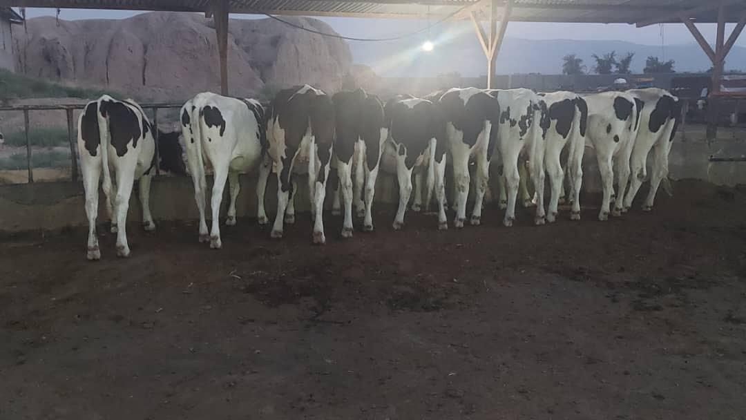 تلیسه ابستن سنگین|حیوانات مزرعه|کرج, حسن آباد|دیوار