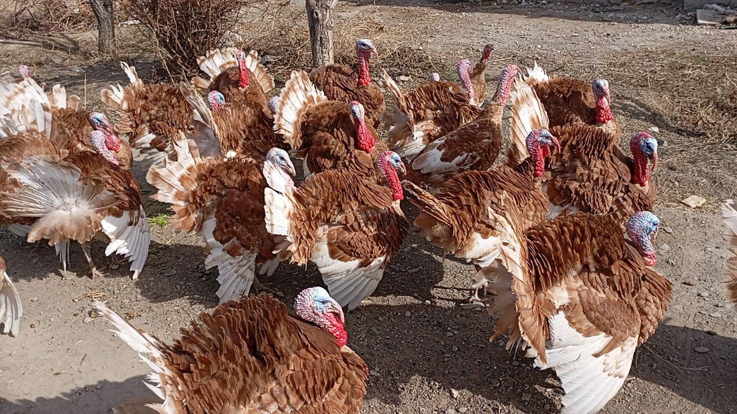جوجه بوقلمون بوربون و برنز از 3روزه تا45روز چناران|حیوانات مزرعه|مشهد, توس|دیوار