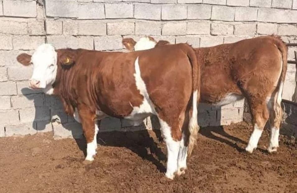اصیل ترین گوساله هایه سمینتال وارداتی|حیوانات مزرعه|شهرکرد, |دیوار