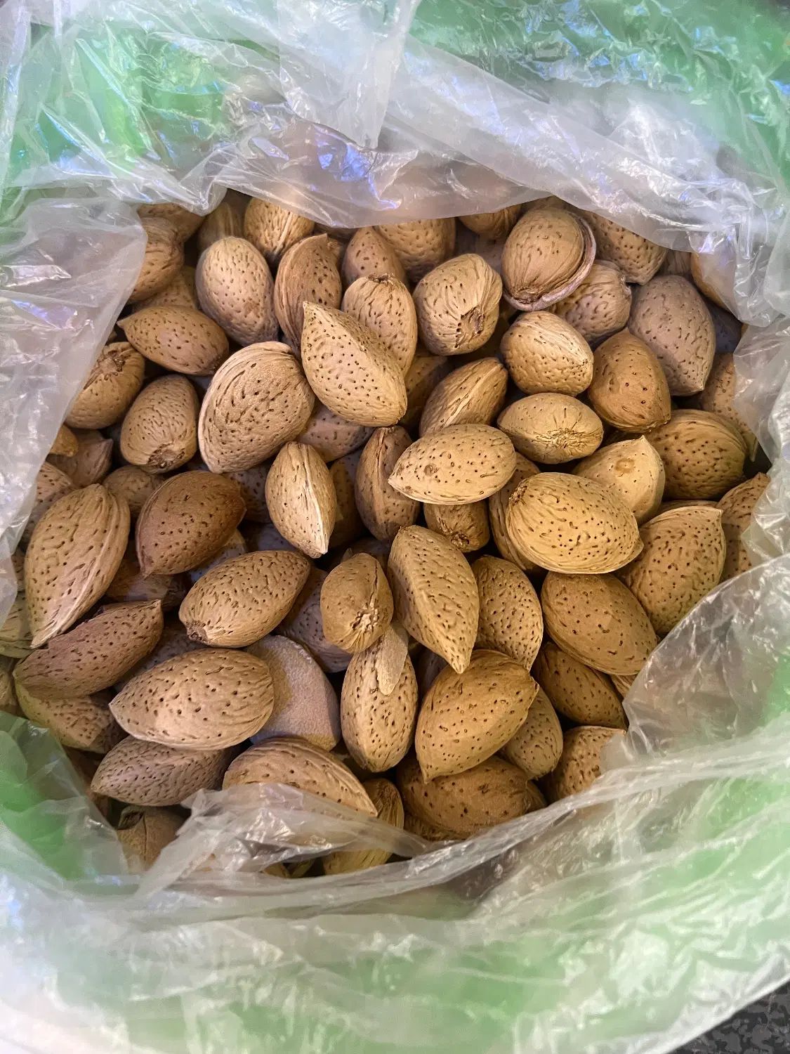 بادام تلخ|خوردنی و آشامیدنی|مشهد, فارغ التحصیلان|دیوار