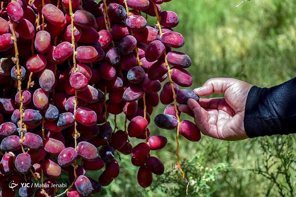 باغبان با تجربه ۱۰ سال کار باغبانی در خرمشهر|خدمات باغبانی و درختکاری|خرمشهر, |دیوار