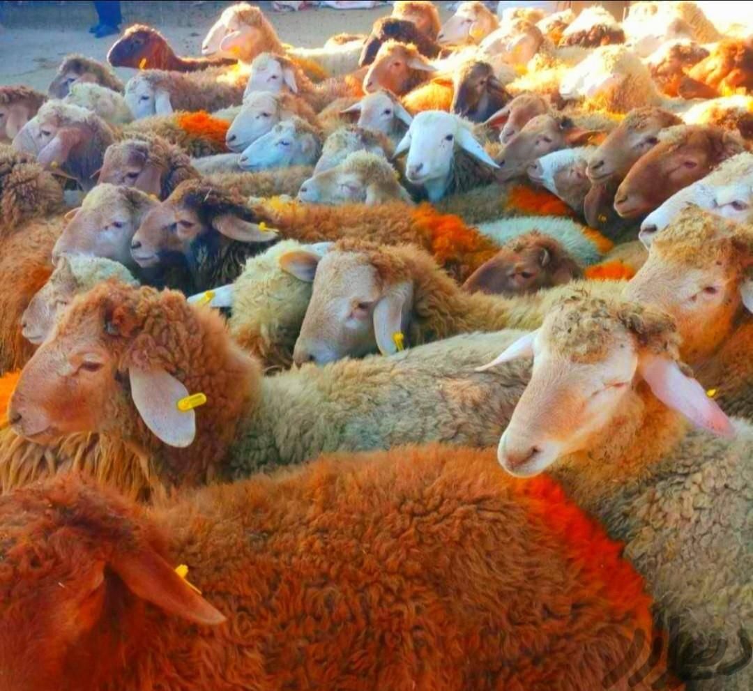 بره سفید عرضه بهداشتی گوسفند نر پلاکدار بهداشتی|حیوانات مزرعه|مشهد, آبکوه|دیوار
