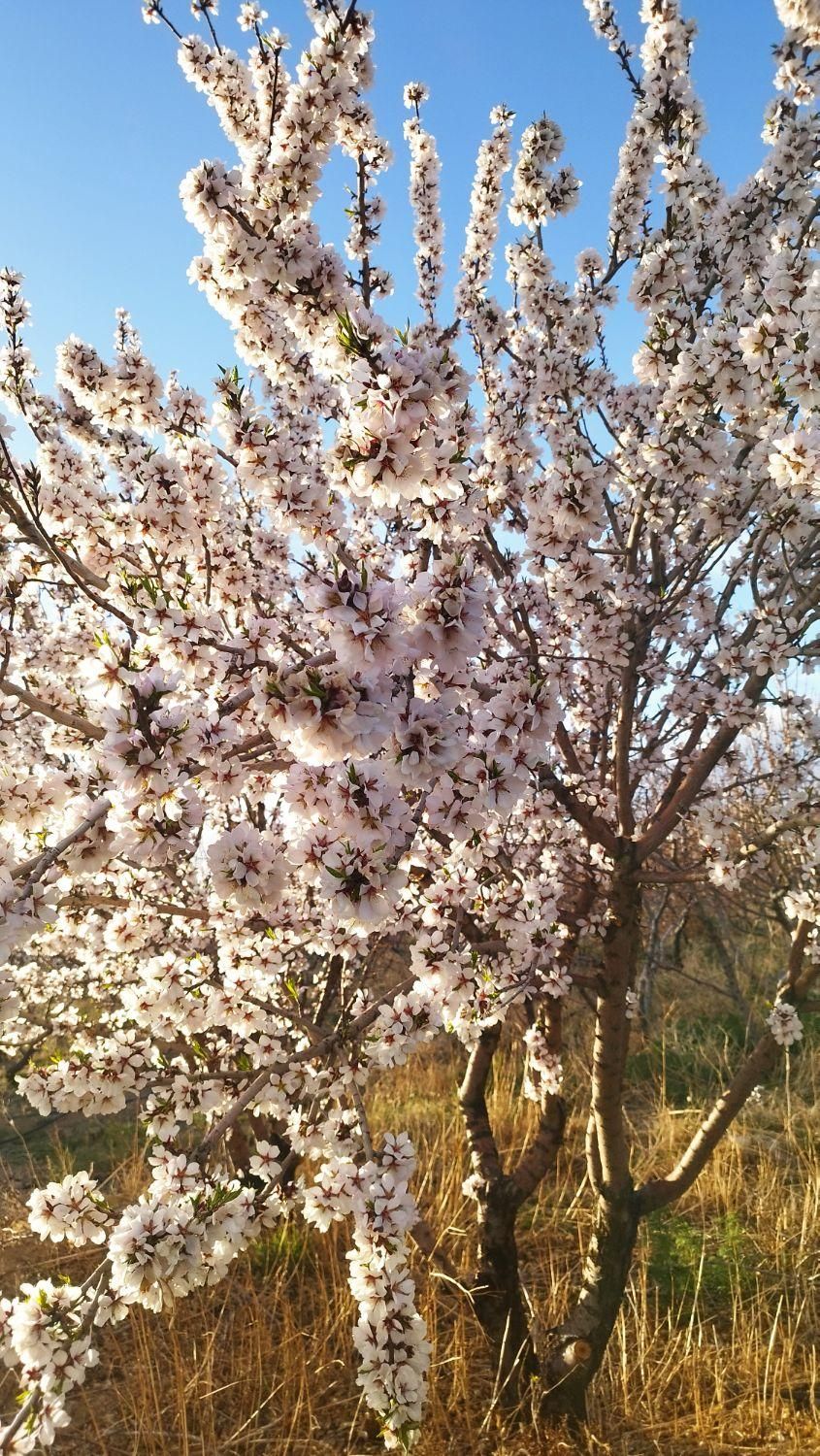 باغ کشاورزی 500متری پل زمانخان|فروش دفتر صنعتی، کشاورزی، تجاری|شاهین‌شهر, شهرک گلدیس|دیوار