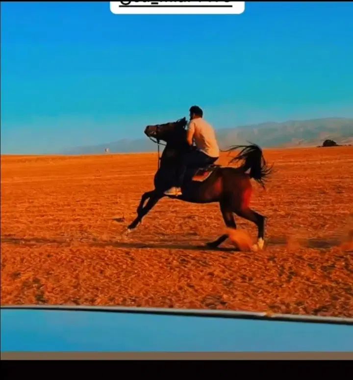 فروش‌‌کرهه‌مادیون‌‌‌3ساله‌از طوفان قم‌‌سالارفرخشهر|اسب و تجهیزات اسب‌سواری|بروجرد, |دیوار