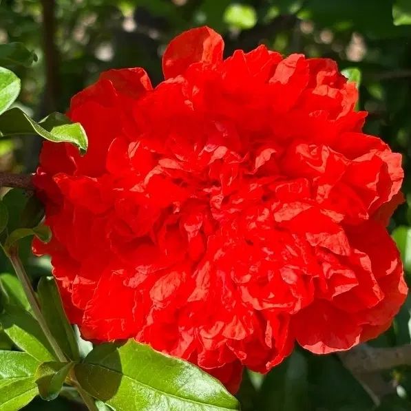 گل انار ( گلنار فارسی)|گل و گیاه طبیعی|تهران, الهیه|دیوار