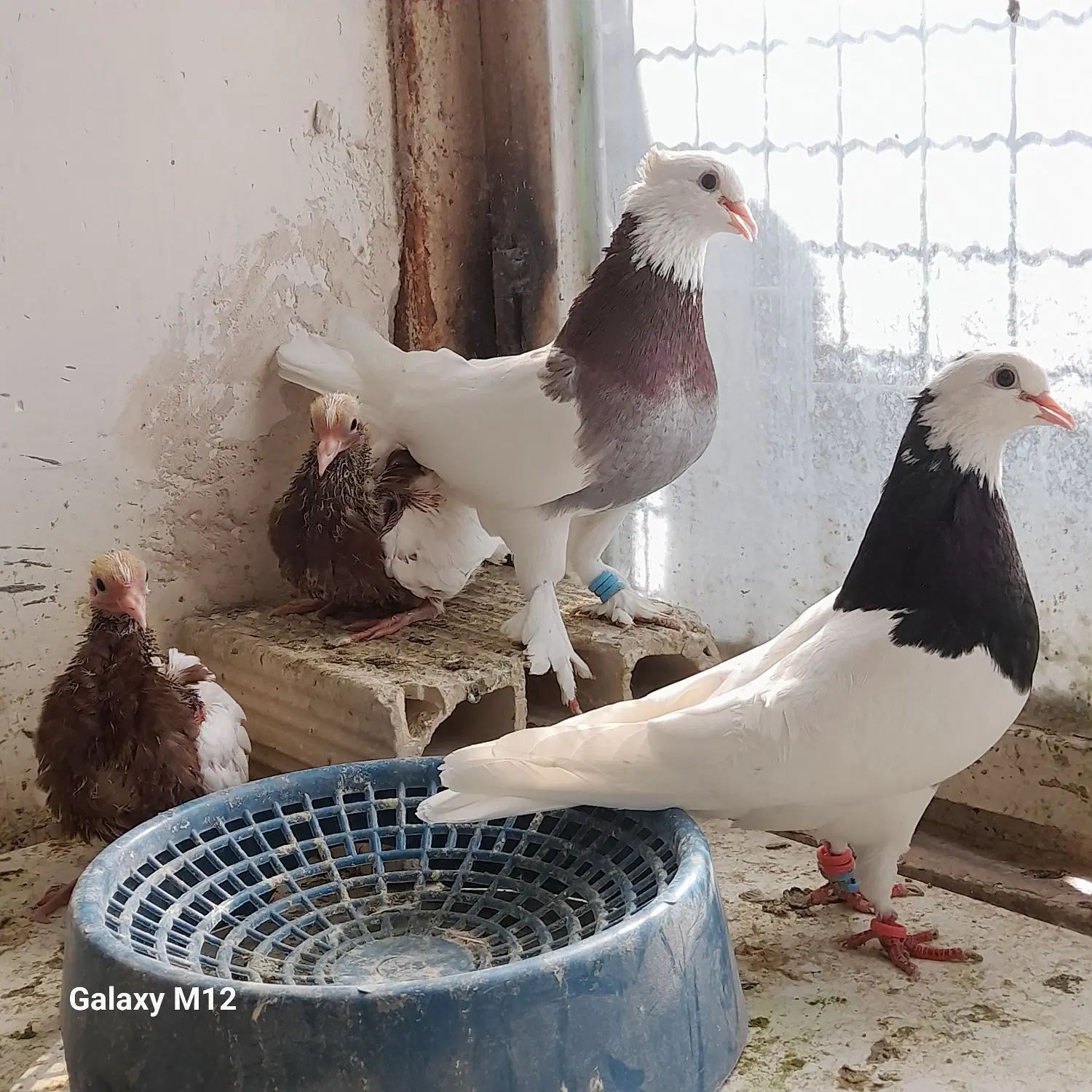 کبوتر طوقی جفتگاه با جوجه ۲جفت وجوجه تک ۶عدد|پرنده|مشهد, طبرسی شمالی|دیوار