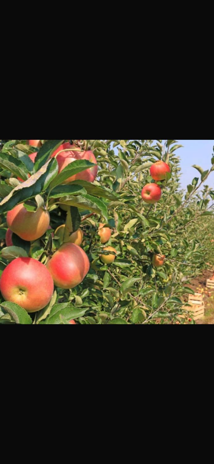 فروش باغ در اخر شبستر با تمامی وسایل داخل ویلا|فروش خانه و ویلا|تسوج, |دیوار