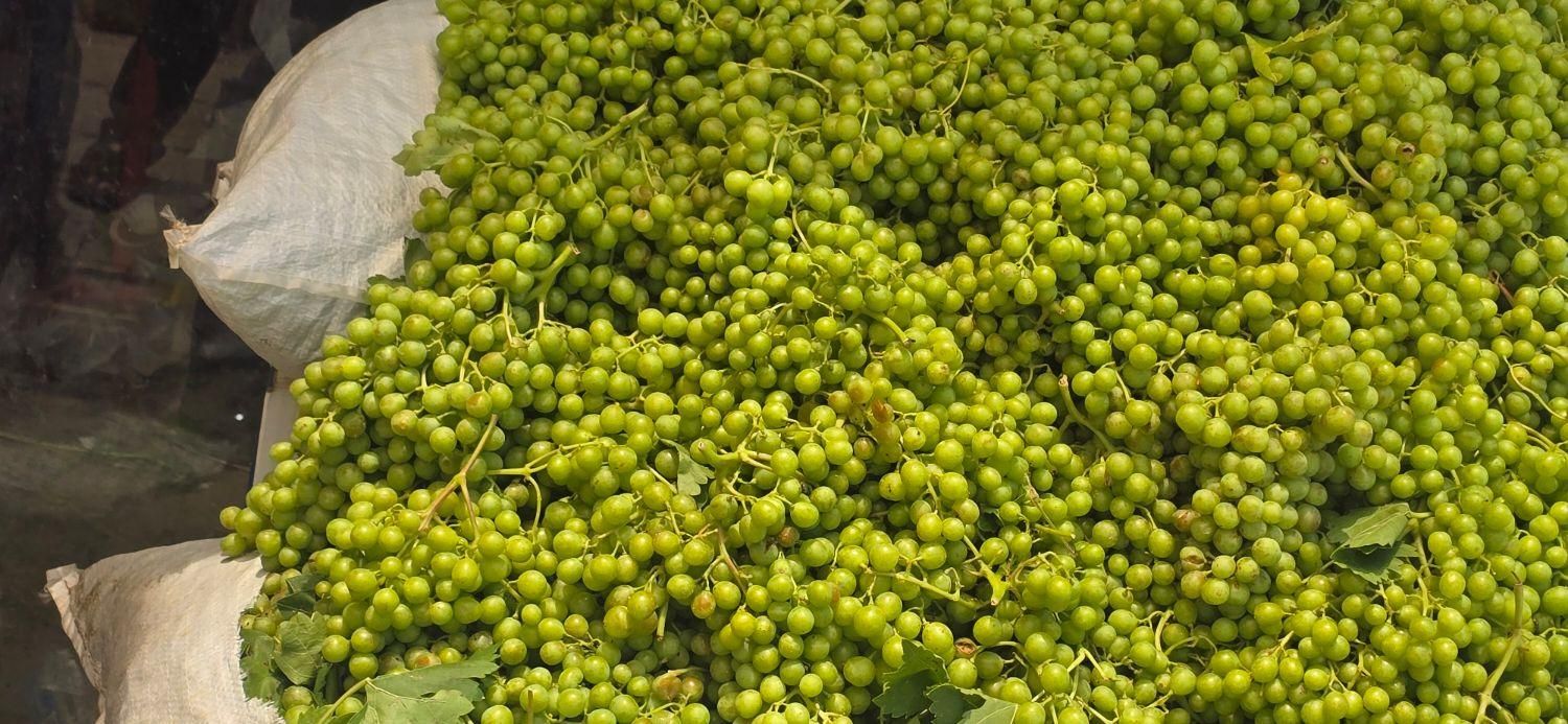 غور و آبغوره درجه یک کوار|خوردنی و آشامیدنی|شیراز, وحدت|دیوار