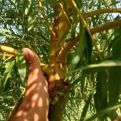 نهال  برای خنک شدن باغ بید مجنون گلدانی پیوند دار|خدمات باغبانی و درختکاری|کرج, چمران|دیوار