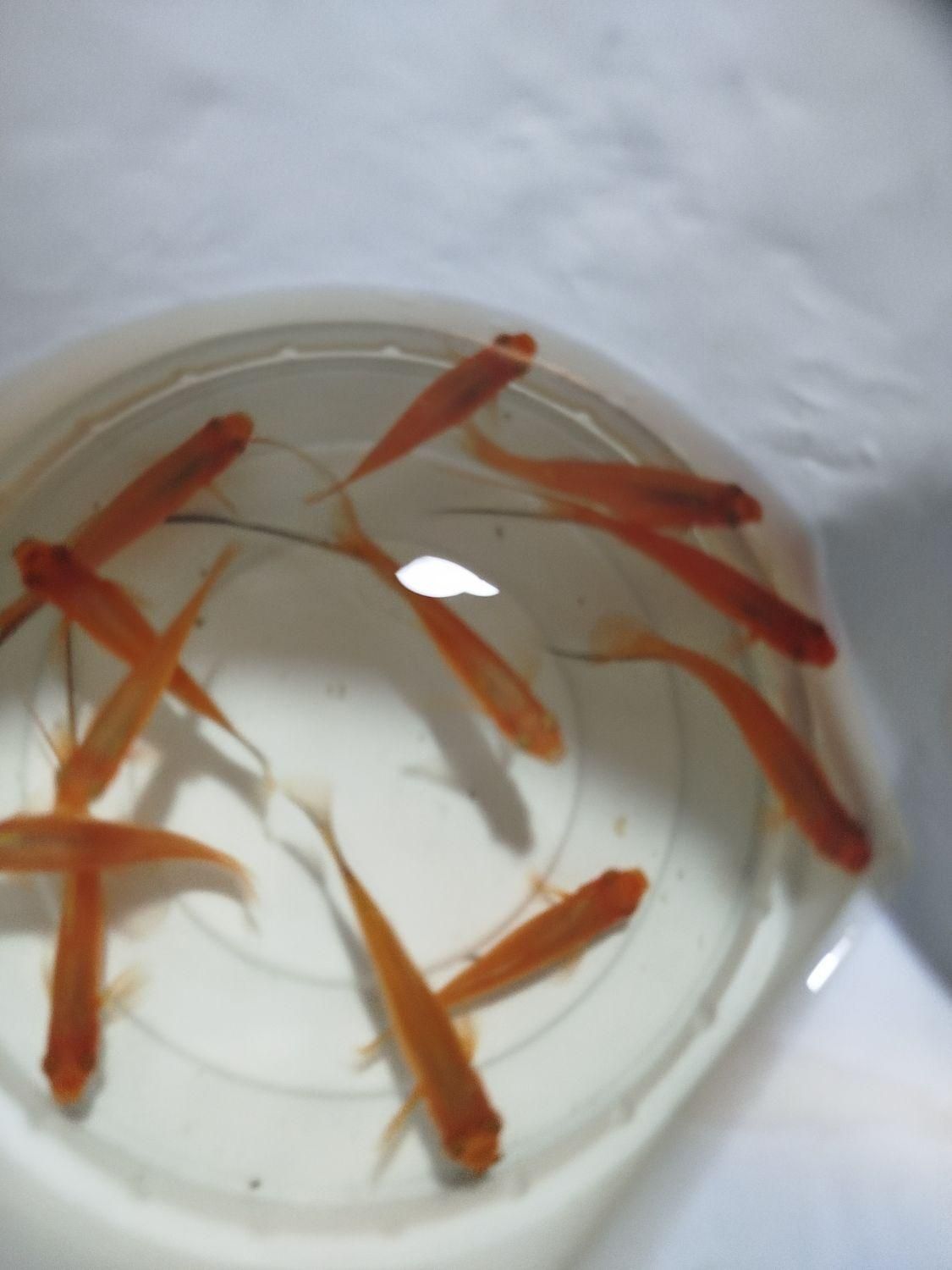 ماهی مولیگوپی میگوسوارترزبراکالربریچاردی مزرعه آبی|ماهی|یزد, |دیوار