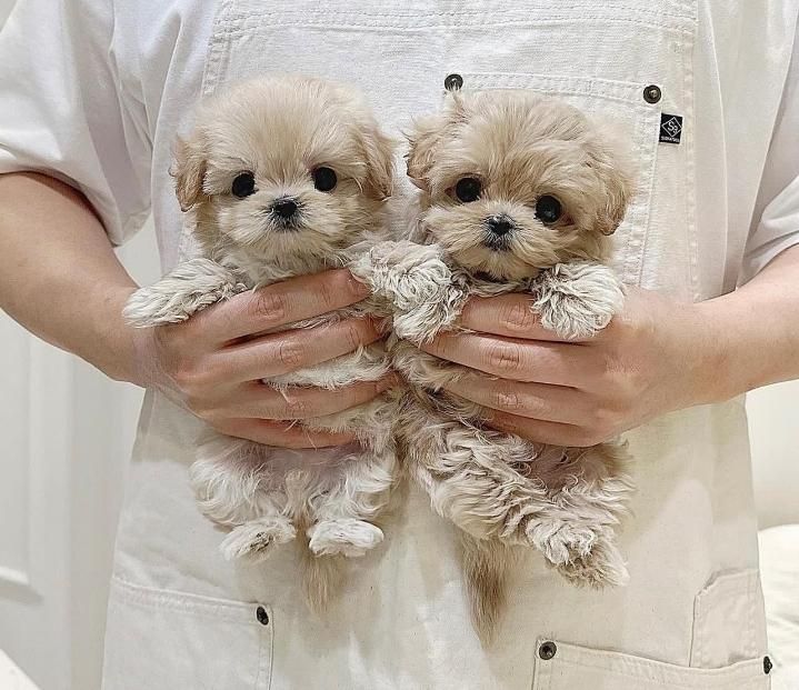 توله سگ اپارتمانی پودل ،مالتیز|سگ|تهران, جنت‌آباد جنوبی|دیوار