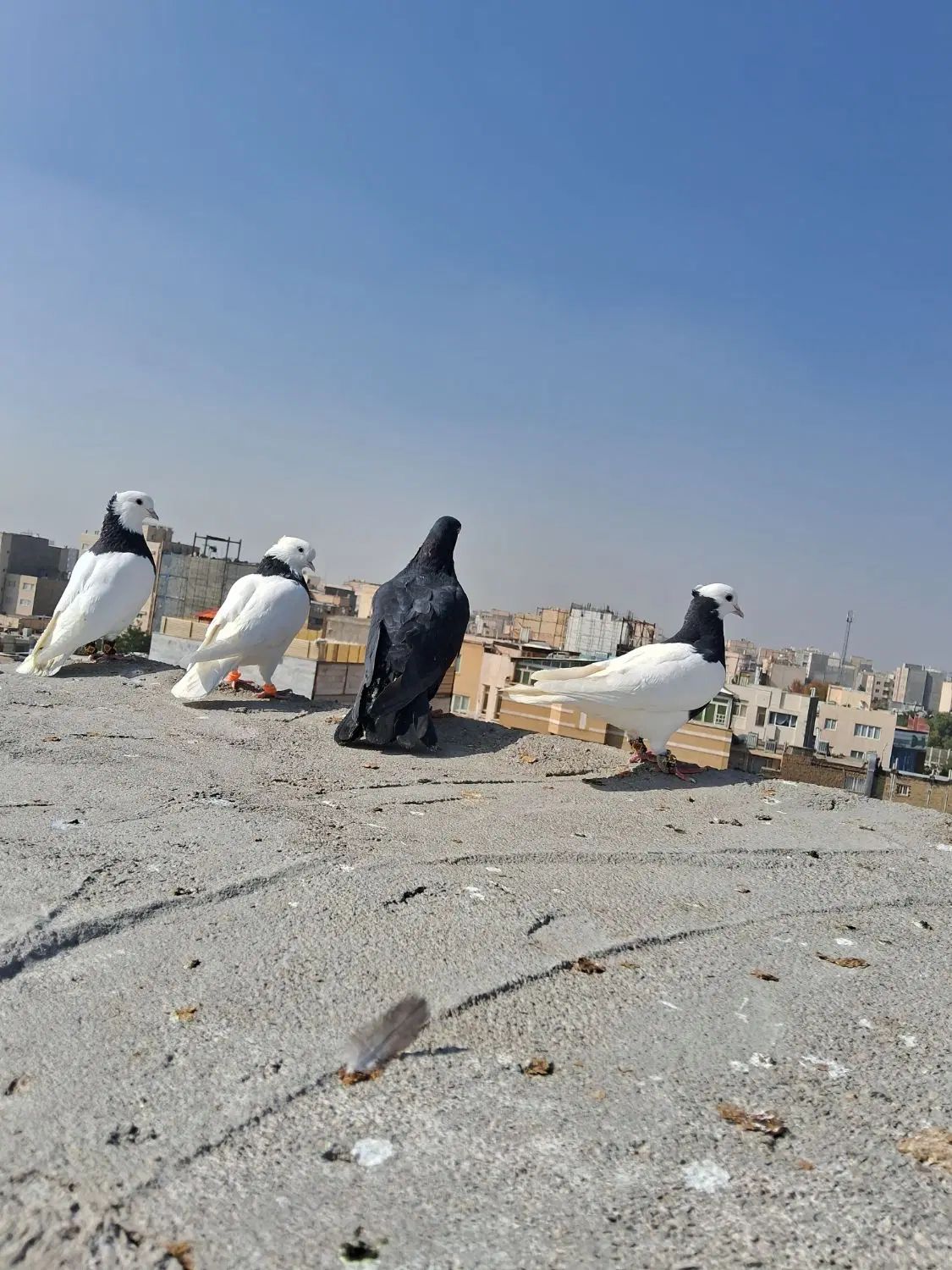فروش آپارتمان ۳۰ متری ۴ خوابه طبقه ۴ در راه آهن|فروش آپارتمان|مشهد, راه آهن|دیوار