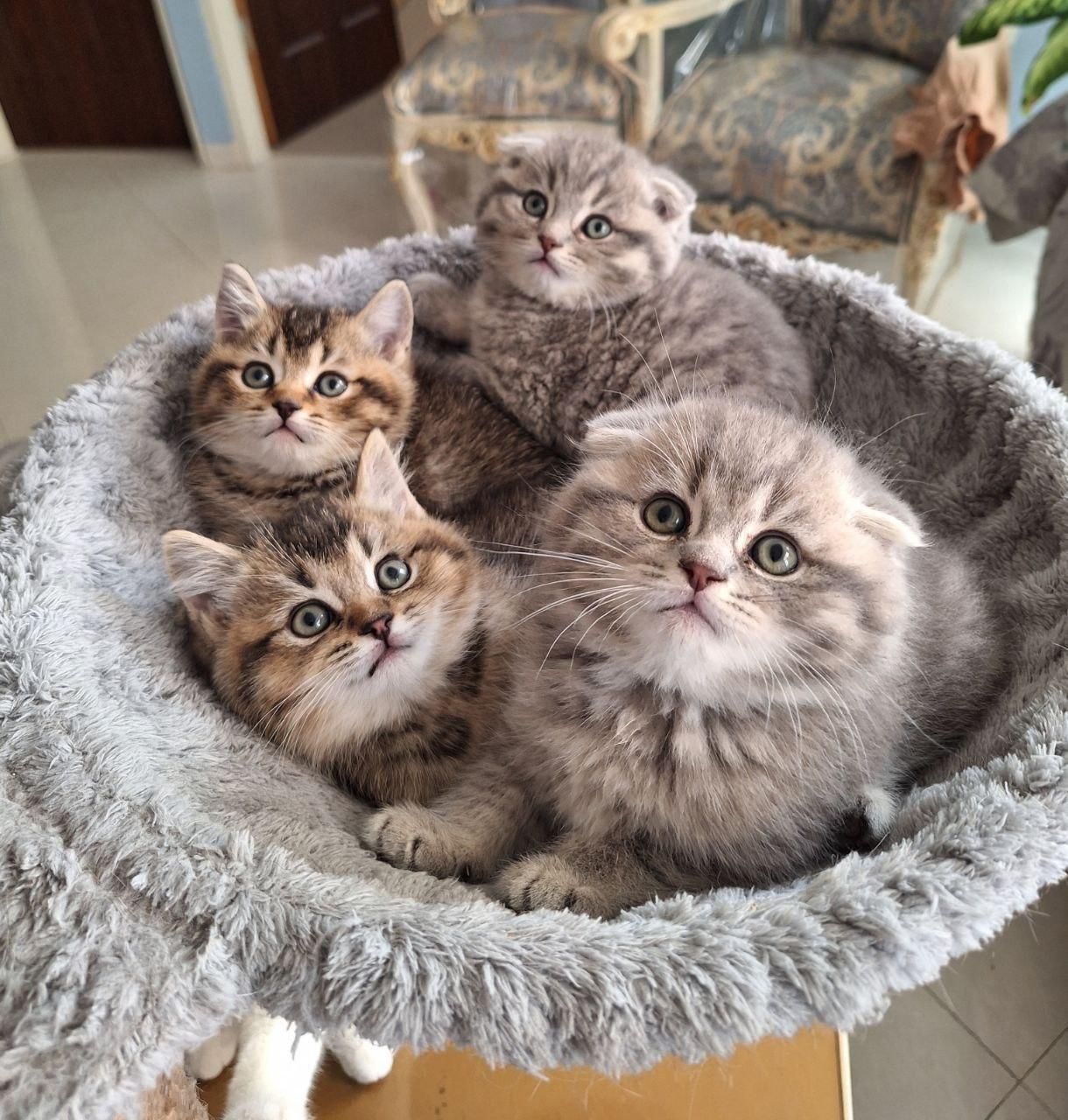 گربه اشرافی و اصیل (مجموعه گربه های میوهاپ)|گربه|کیش, |دیوار