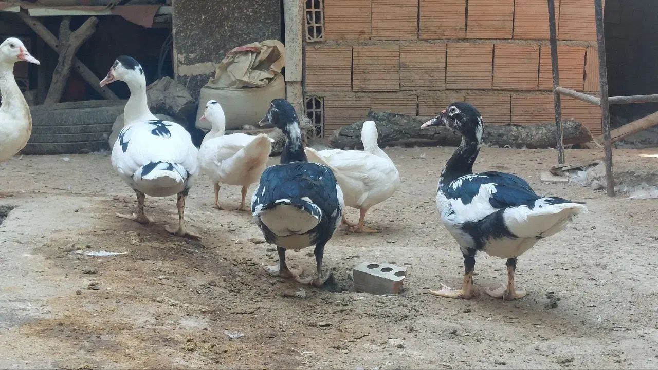 جوجه اردک اسرائیلی نیمچه اردک اسرائیلی ونمیچه غاز|حیوانات مزرعه|آزادشهر, |دیوار