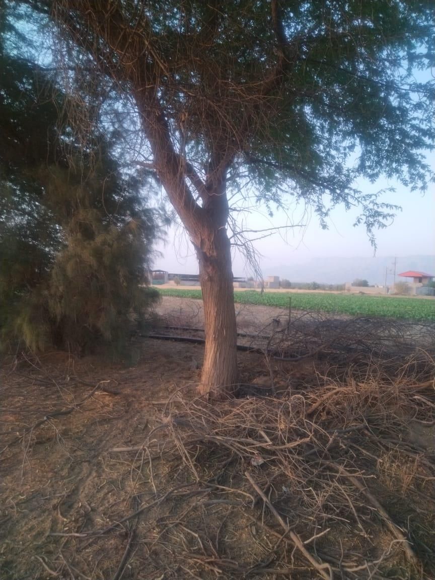 قطع نخل و درخت با خرید چوب درخت|خدمات باغبانی و درختکاری|بوشهر, |دیوار