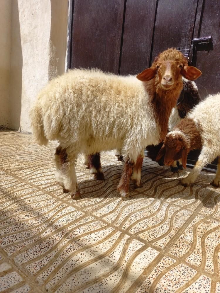 گوسفند زنده|حیوانات مزرعه|کرمانشاه, |دیوار