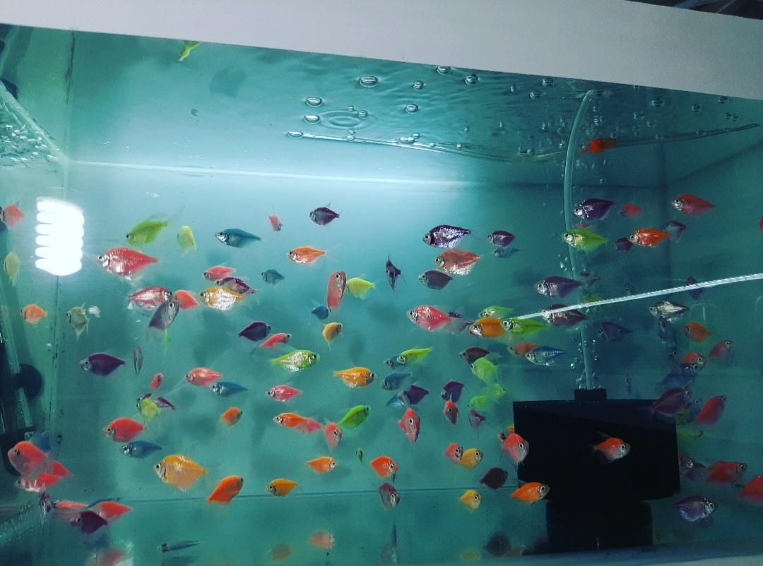 انواع ماهی و آکواریوم پمپ ابنما|ماهی|سنندج, |دیوار