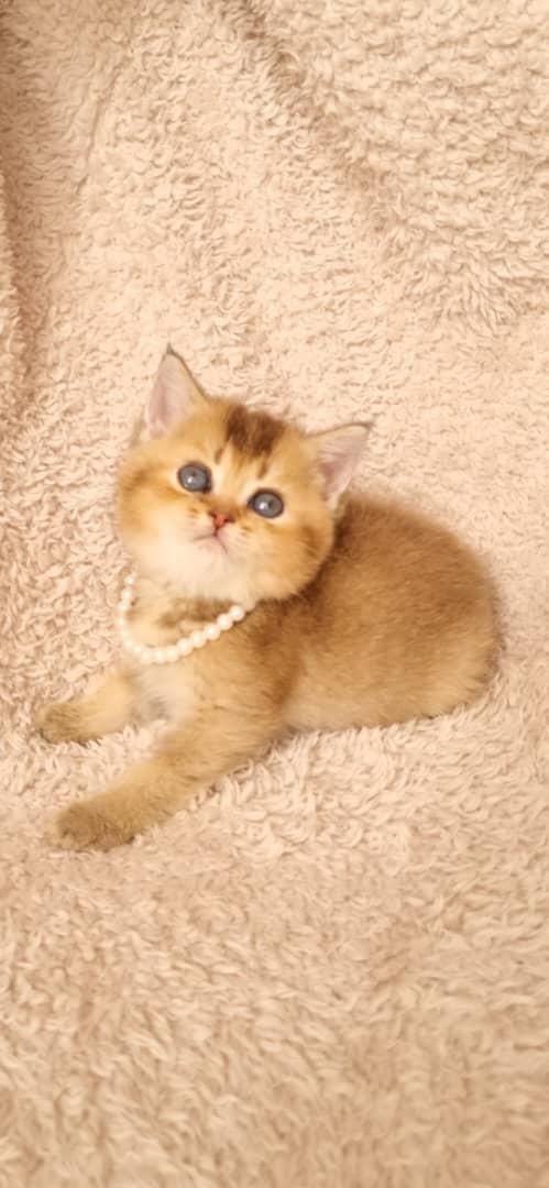 واگذاری گربه های نژاد دار|گربه|بوشهر, |دیوار