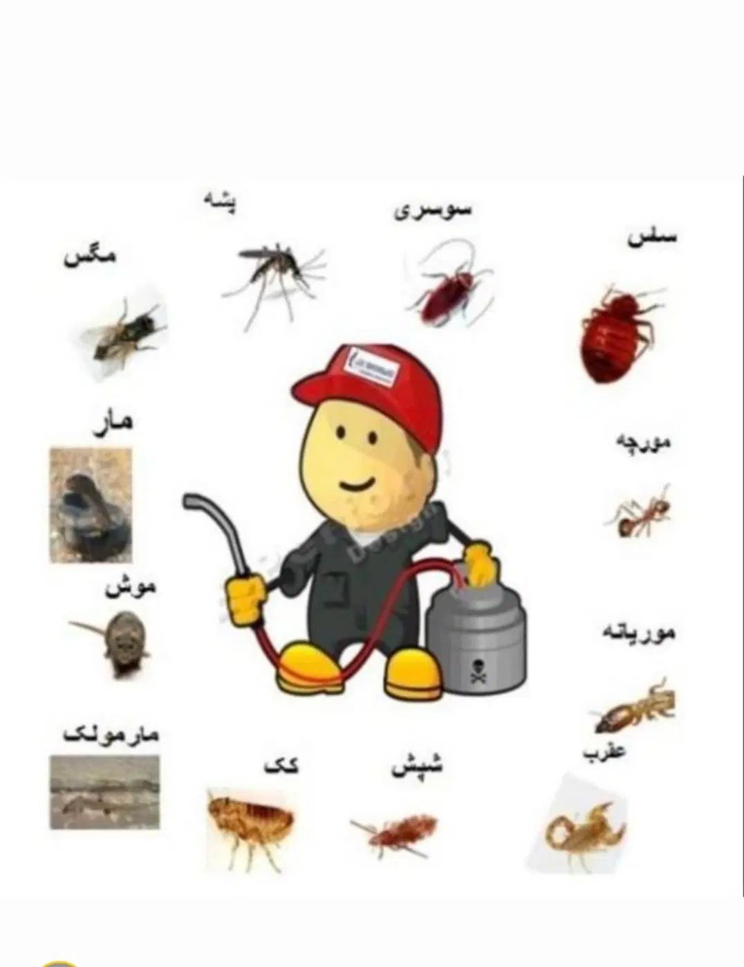 سم پاشی حشرات سمپاشی ارگانیک واصلی اطراف شهر|خدمات نظافت|قم, پردیسان|دیوار