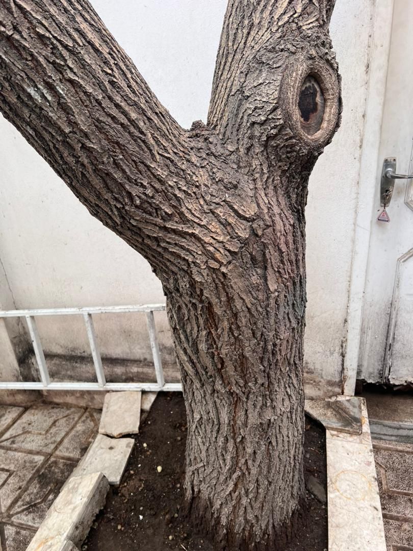 هرس و قطع درختان خشک با اره در کمترین زمان ممکن|خدمات باغبانی و درختکاری|مشهد, اروند|دیوار