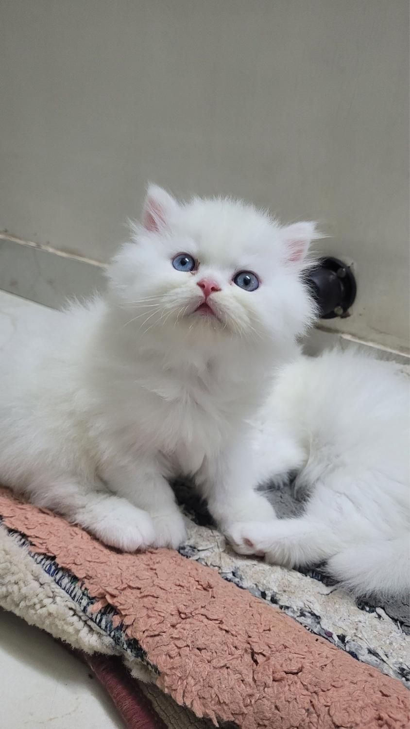 گربه‌ سالم، آرام و مناسب آپارتمان|گربه|کرمان, |دیوار