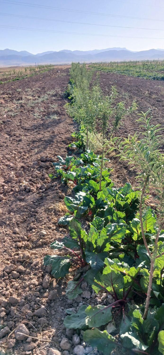 باغ ۵۰۰ متری درخت کاری شده|فروش زمین و ملک کلنگی|ساروق, |دیوار