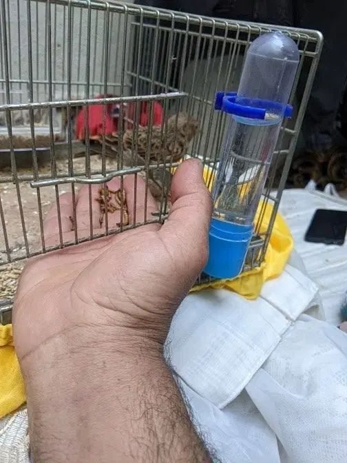 جوجه 4ماهه دوکلام،زیرهن لر|حیوانات مزرعه|تهران, ارامنه|دیوار