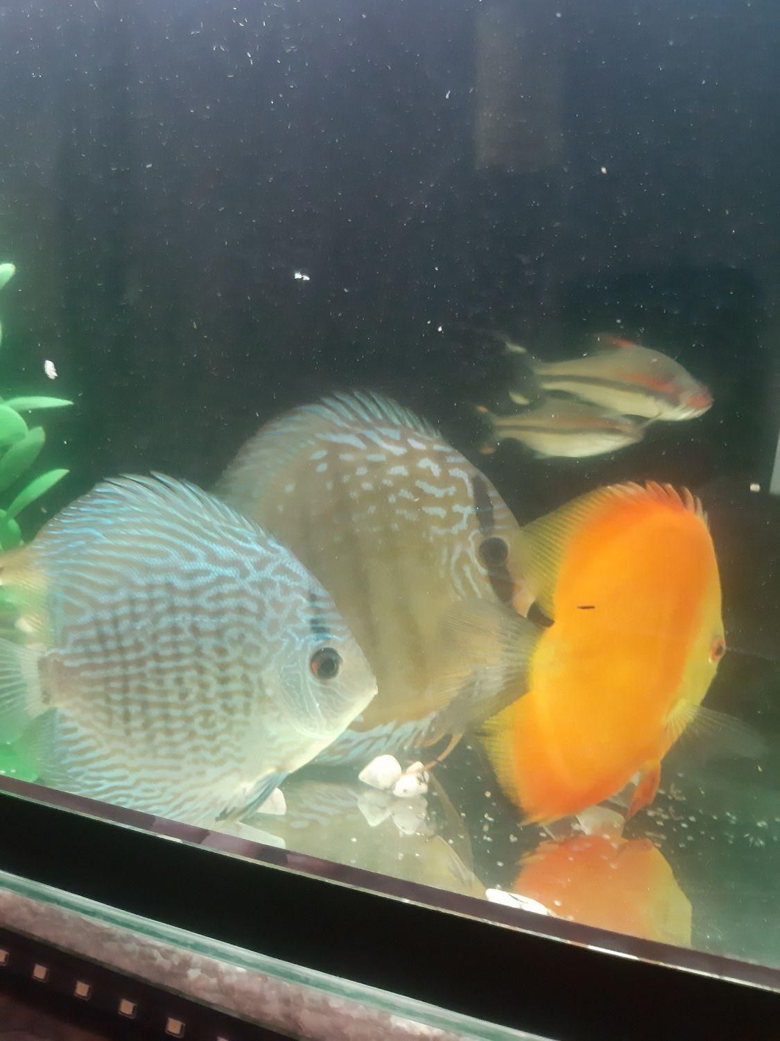 دیسکس|ماهی|کرمانشاه, |دیوار