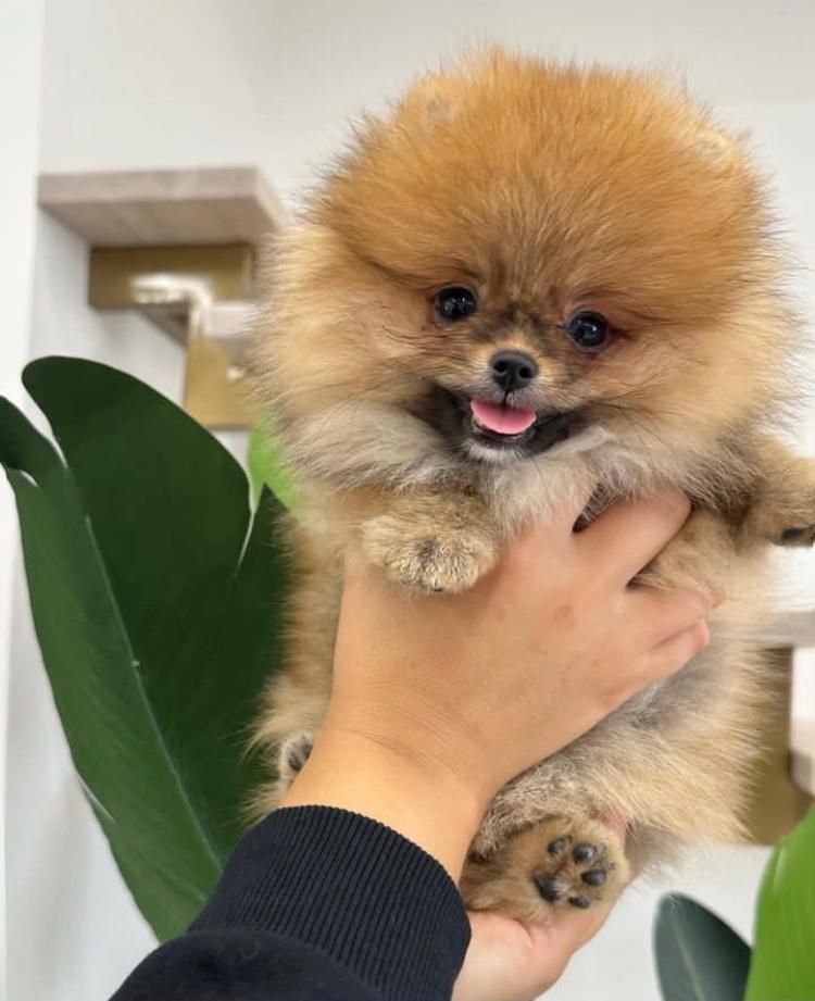 سگ های پامرانین مالتیز|سگ|بوشهر, |دیوار