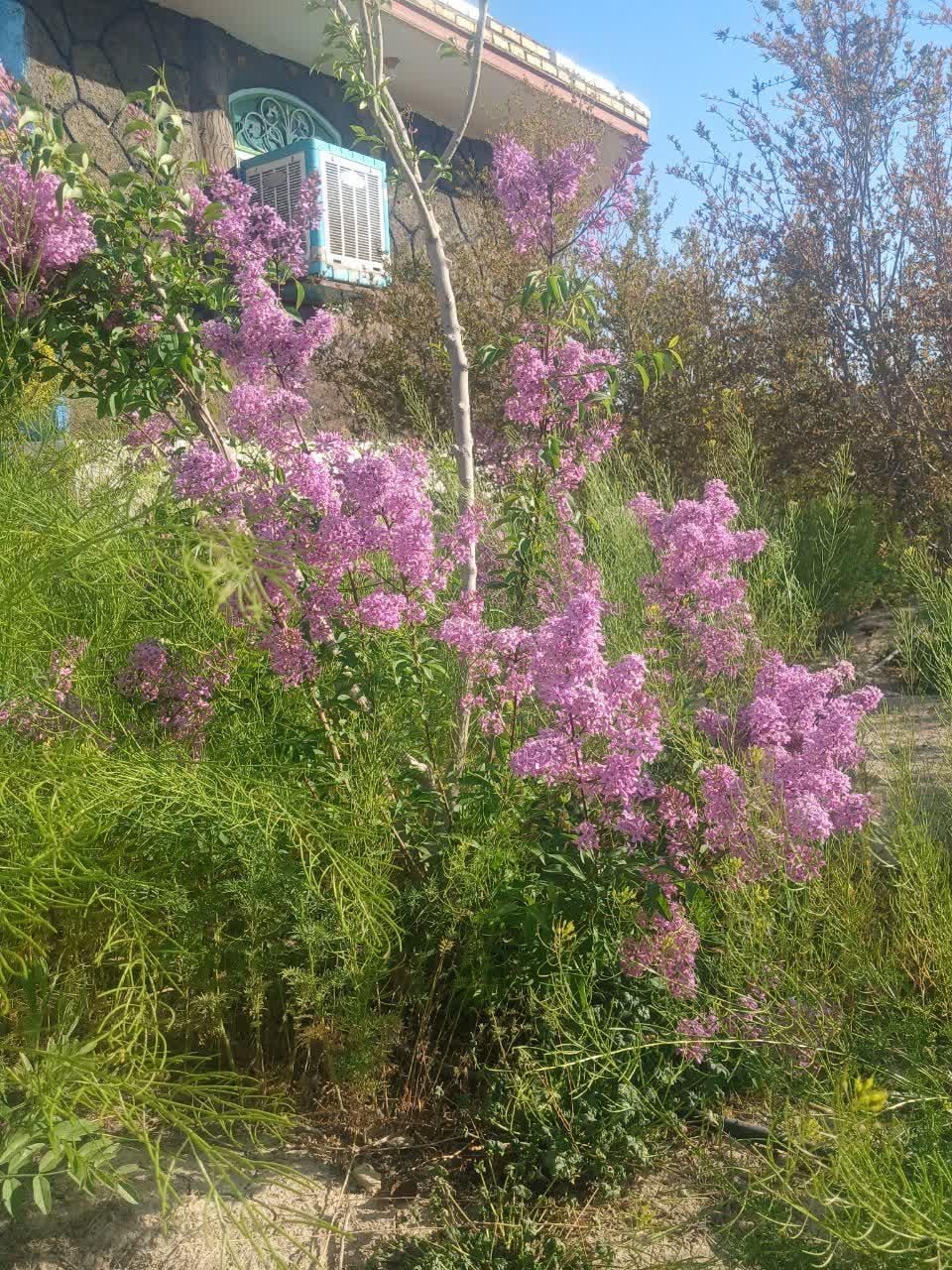 سویت۳۰۰۰ متری در شهرستان ورزنه|اجارهٔ کوتاه‌مدت آپارتمان و سوئیت|اصفهان, شهرستان|دیوار