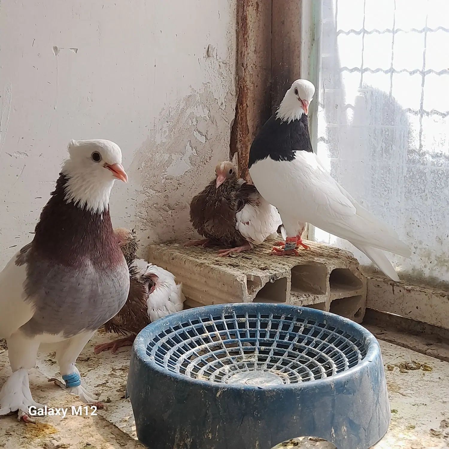 کبوتر طوقی جفتگاه با جوجه ۲جفت وجوجه تک ۶عدد|پرنده|مشهد, طبرسی شمالی|دیوار