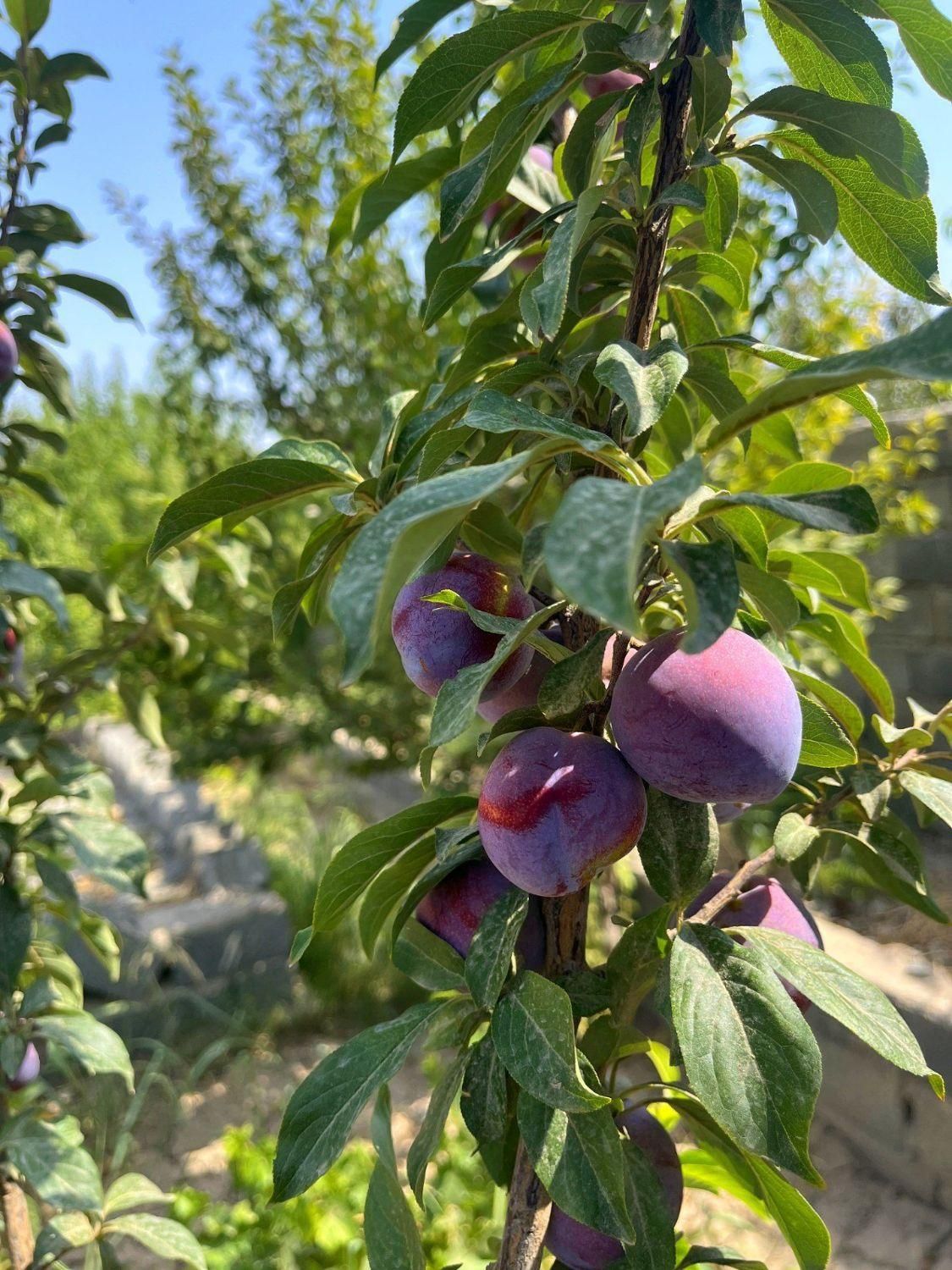 زمین ۲۱۳ متری با امکانت عالی|فروش زمین و ملک کلنگی|تهران, شهرک ولیعصر جنوبی|دیوار