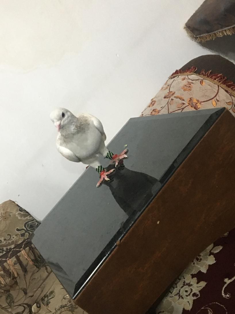 کفتری شهری سوسنی نر خوب|پرنده|شیراز, ده پیاله|دیوار