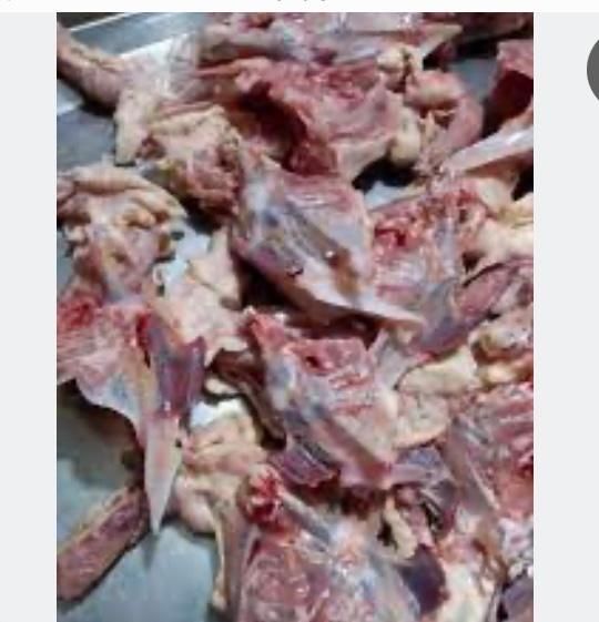 گردن مرغ پرگوشت و عالی برای حیوانات|حیوانات مزرعه|تربت جام, شهید غلام زاده|دیوار