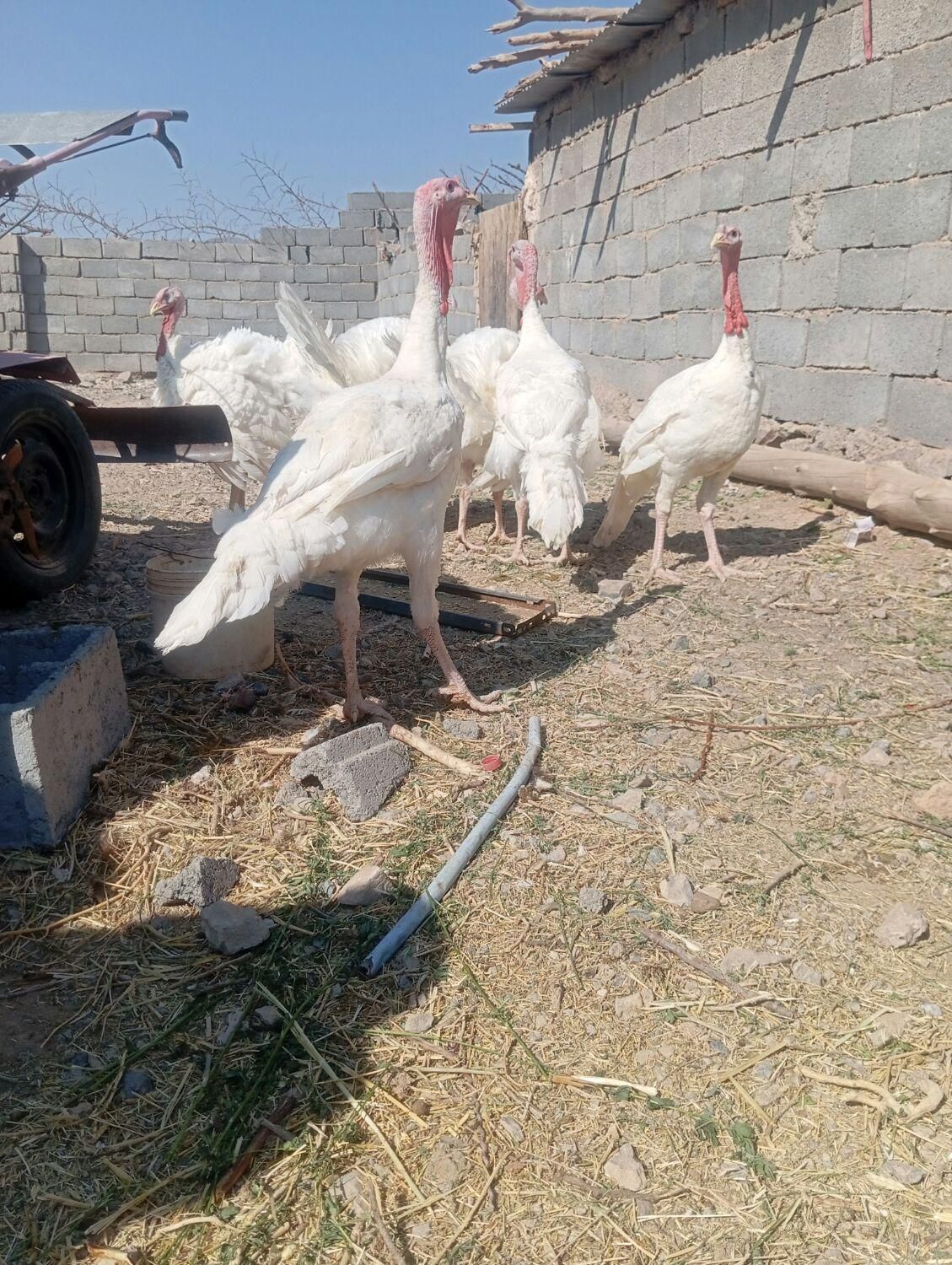 بوقلمون گوشتی زنده|حیوانات مزرعه|بیرجند, |دیوار