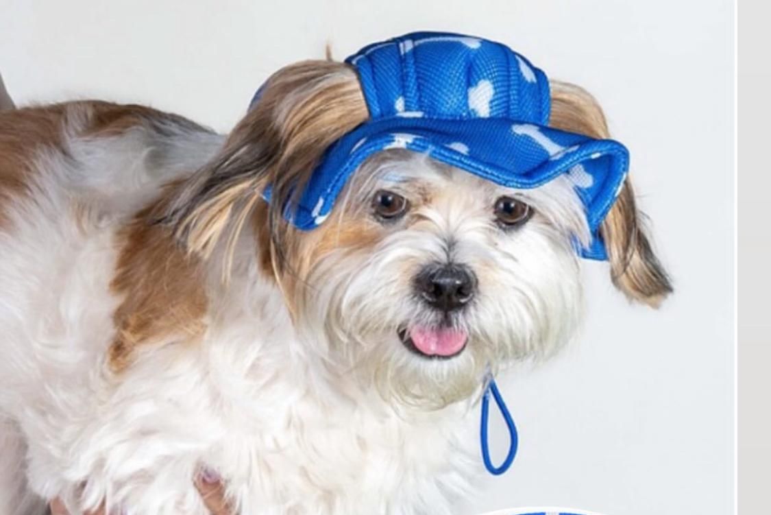 پت شاپ بمدیریت دکتر دامپزشک|لوازم جانبی حیوانات|رشت, حمیدیان|دیوار