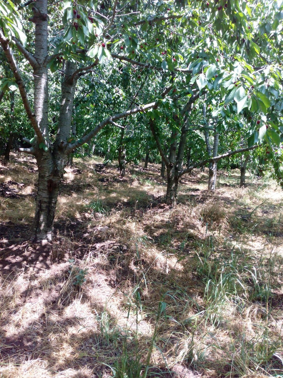 باغ ۴۰۰۰ متری در روستای ساربانک|فروش زمین و ملک کلنگی|قزوین, |دیوار