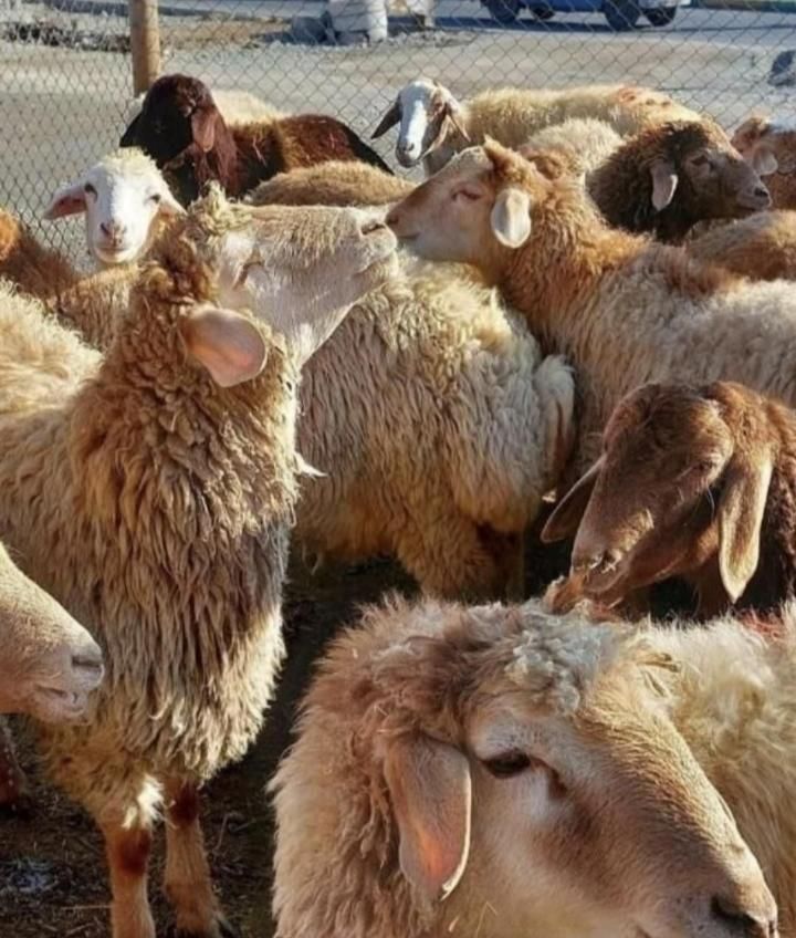 دام زنده سبک و سنگین|حیوانات مزرعه|رودهن, |دیوار