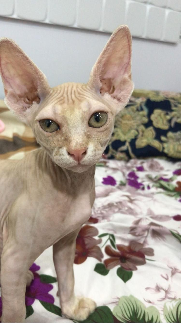توله گربه اسفینکس (sphynx)|گربه|بابل, |دیوار