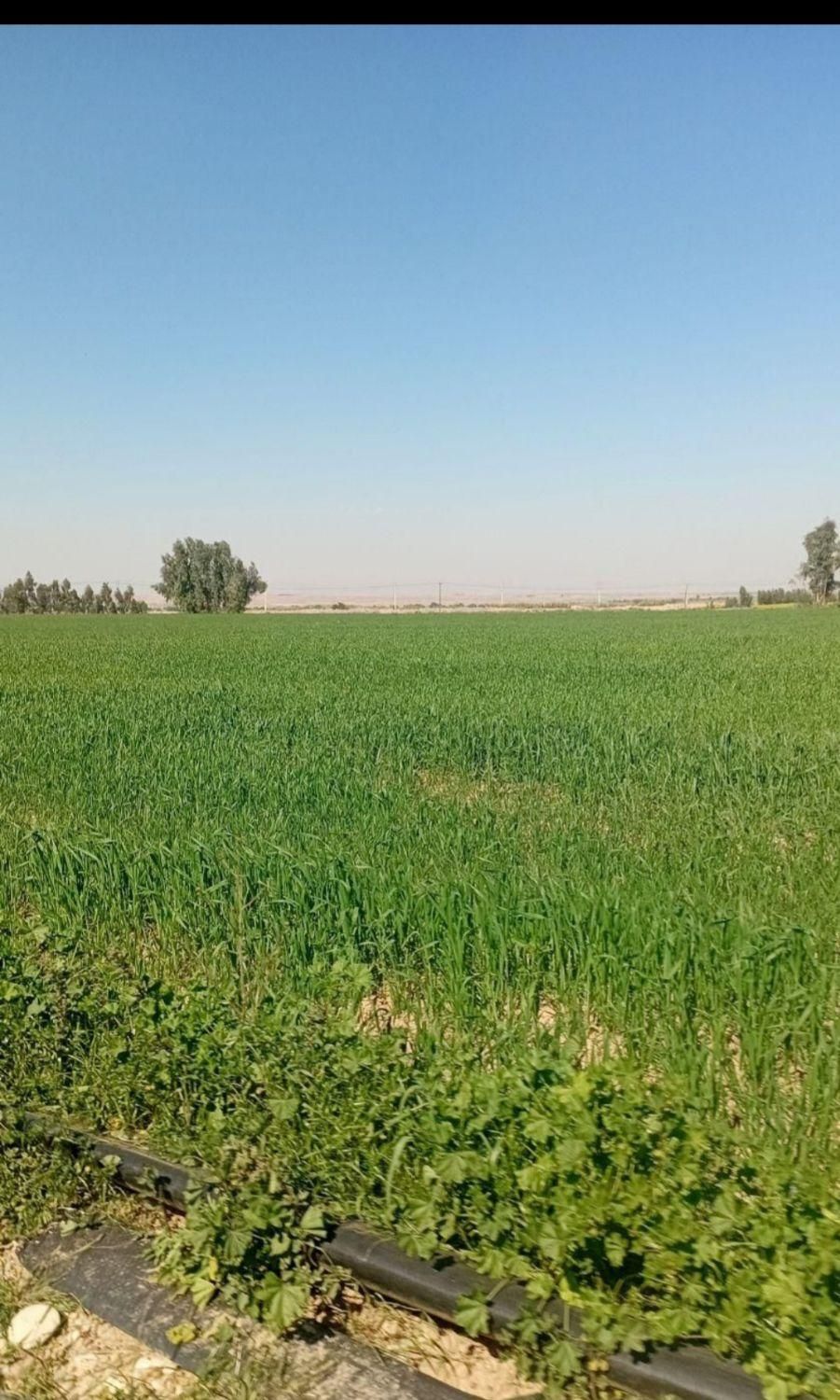 اجاره ۳۰ هکتار|اجارهٔ دفتر صنعتی، کشاورزی، تجاری|شوش, |دیوار